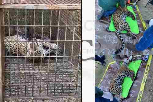 Videos: Un hermoso ejemplar de jaguar salvaje fue capturado en Montemorelos, Nuevo León
